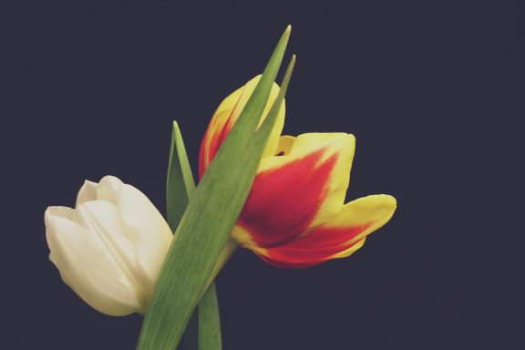 Rote und gelbe Tulpe neben einer weißen Tulpe auf dunklem Hintergrund.